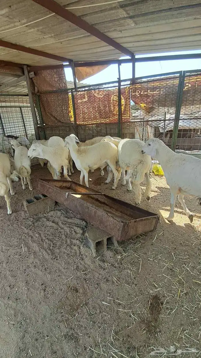 للبيع ذبايح نضاف وشحم تبدا من 1000- 1800 8