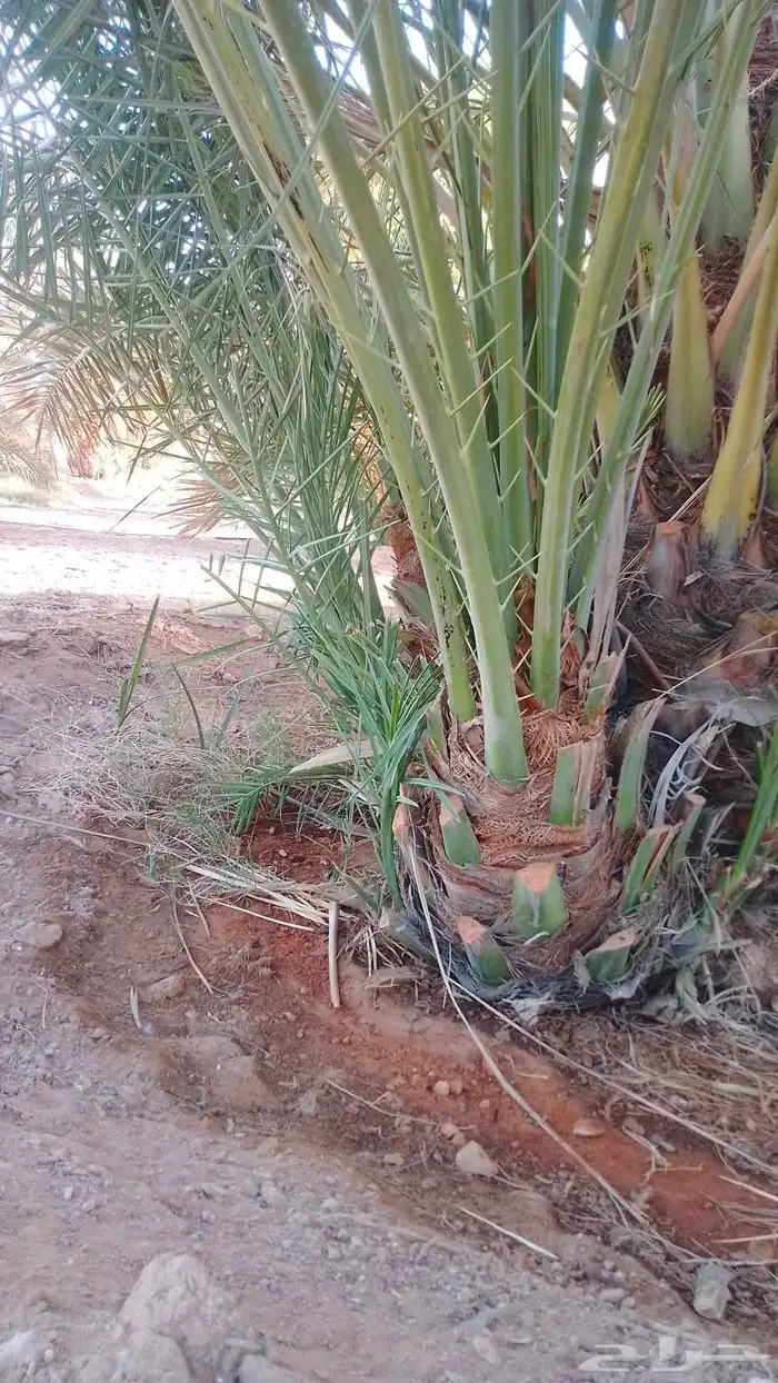 نخيل للبيع. الرياض المجمعه حوطه سدير شقرا الدوادمي القصيم 5