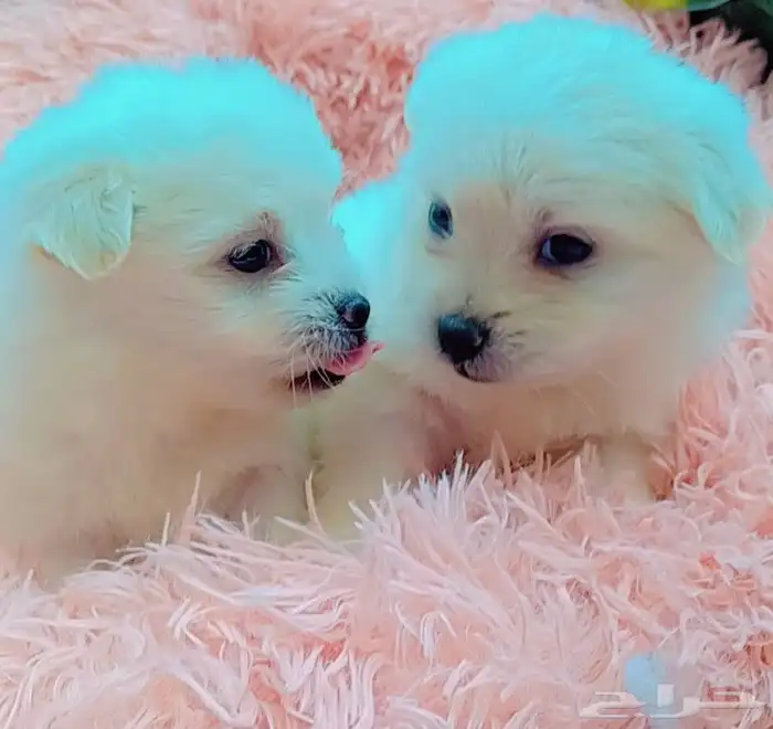 كلاب مالتيز بيور 1