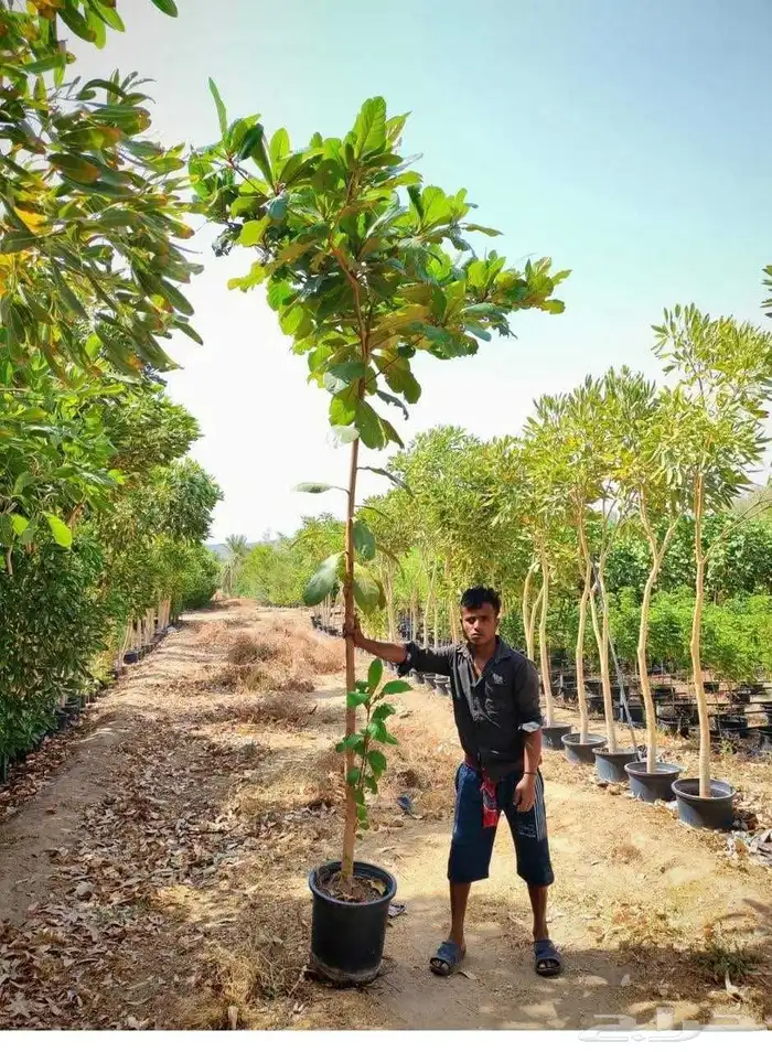 مشتل الجموم الجميع انواع اشجار با الجملة للزراعة 1