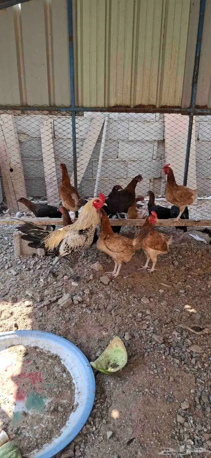 دجاج بلدي 20 دجاجه وديك بياض 1