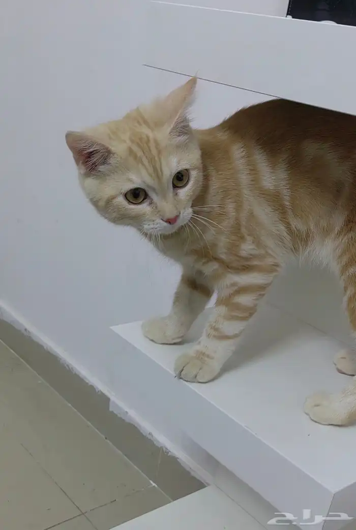 تم التبني قط للتبني 2