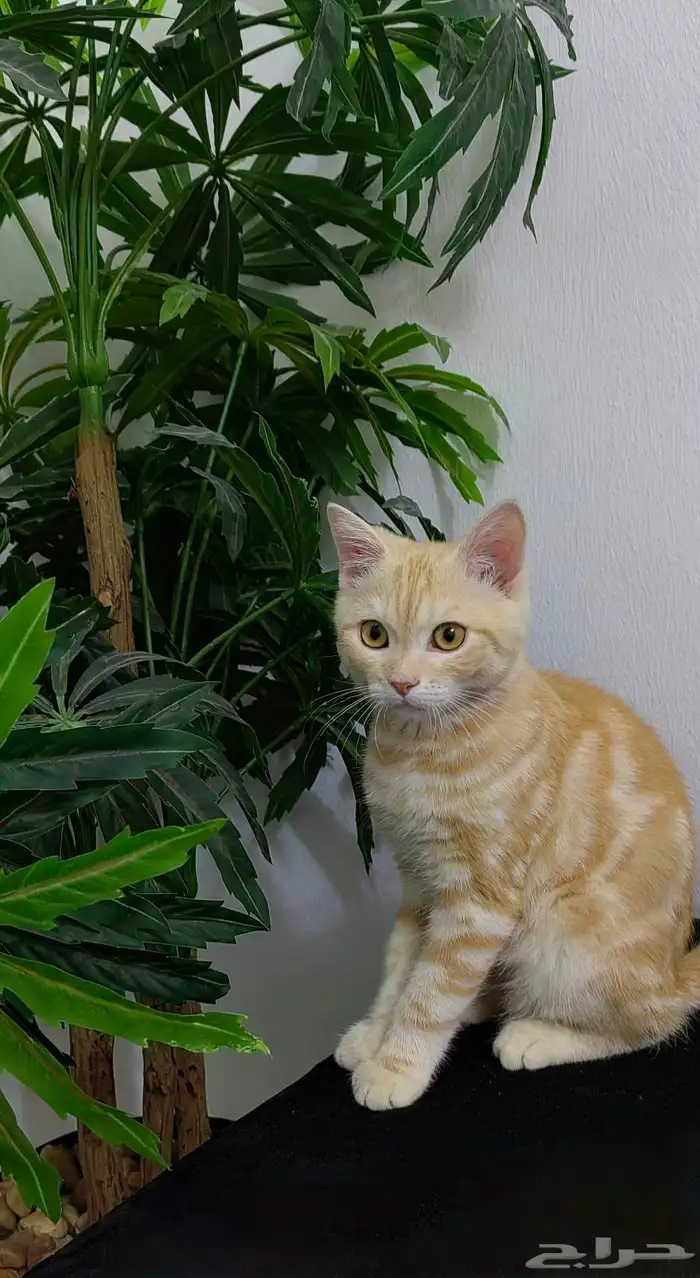 تم التبني قط للتبني 0