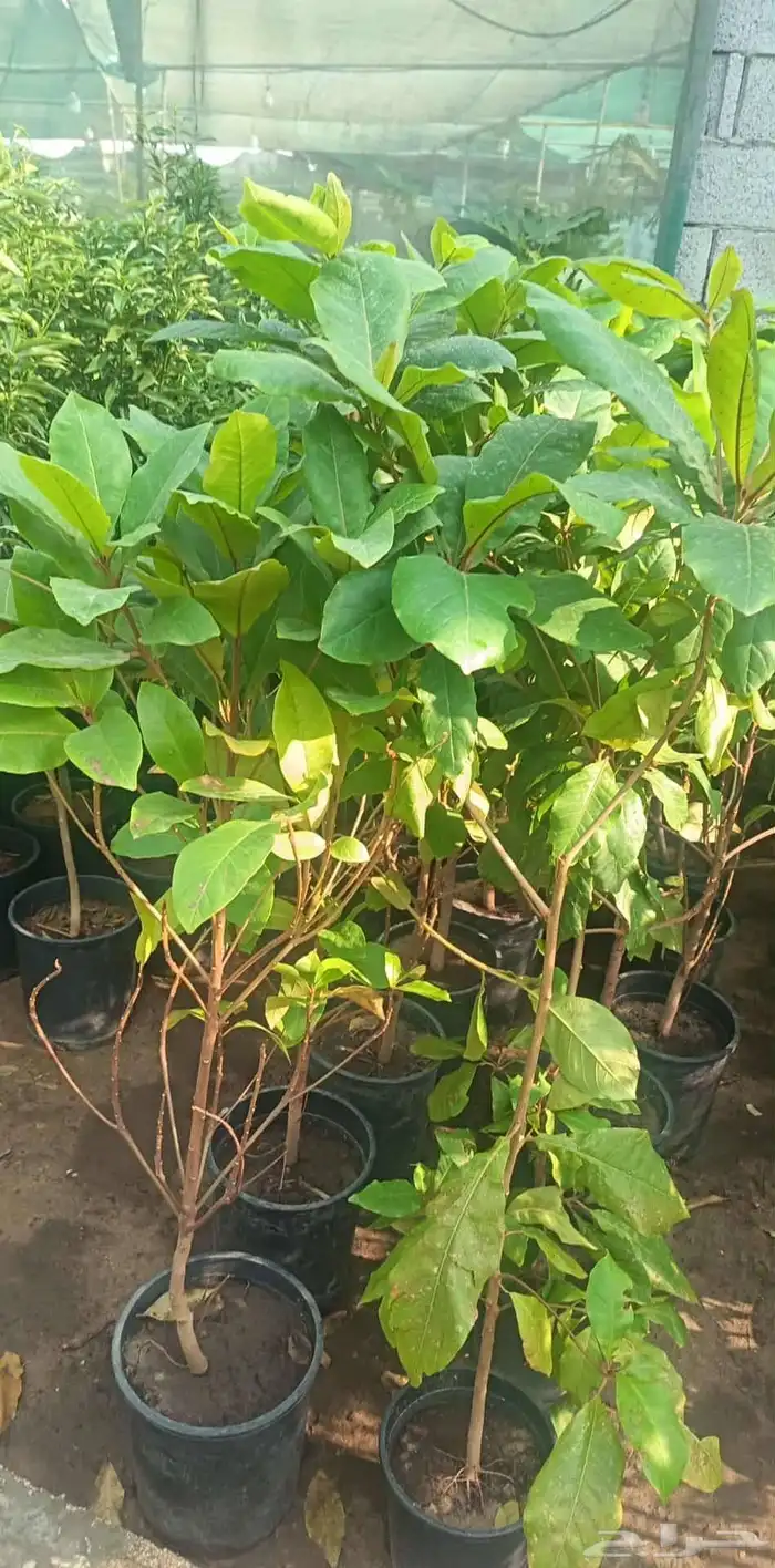 مشتل زرع طبيعي 8