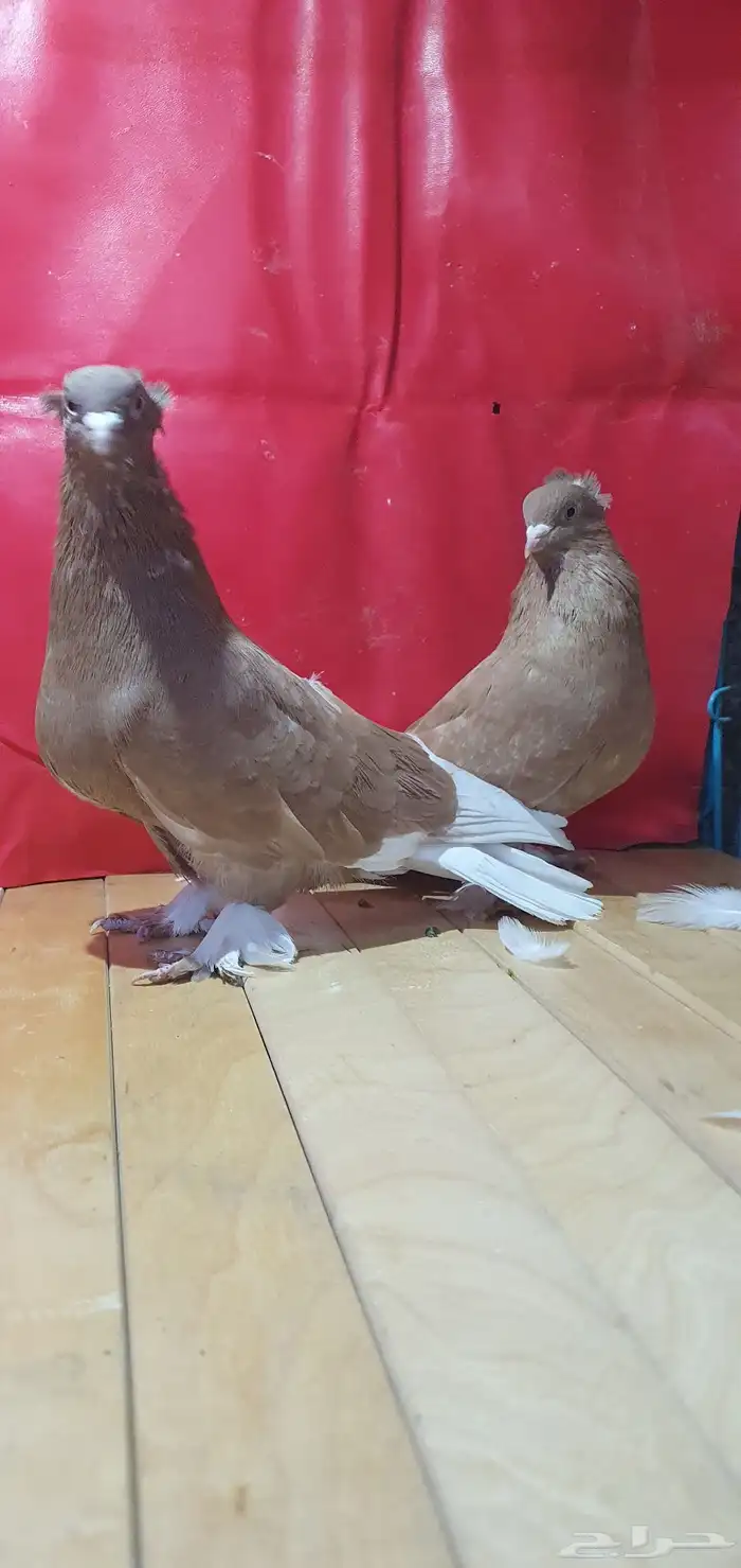 حمام تركي 10