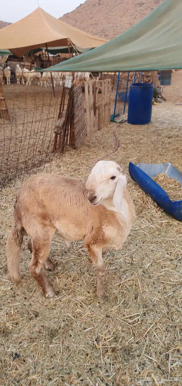 سواكني درماني جذع تيلاد 9