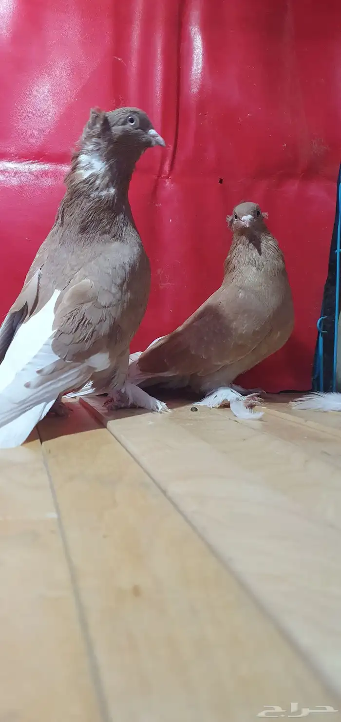 حمام تركي 11