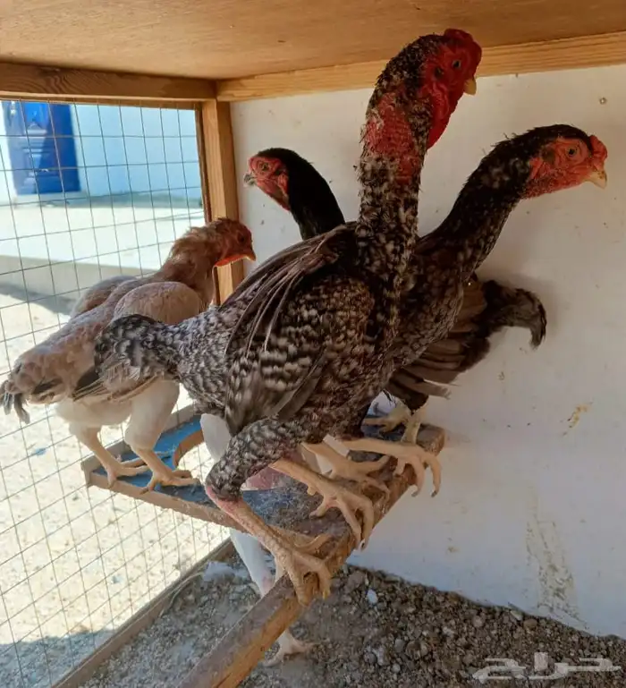 طقم كوشامو منتج ((( تم البيع ))) 6