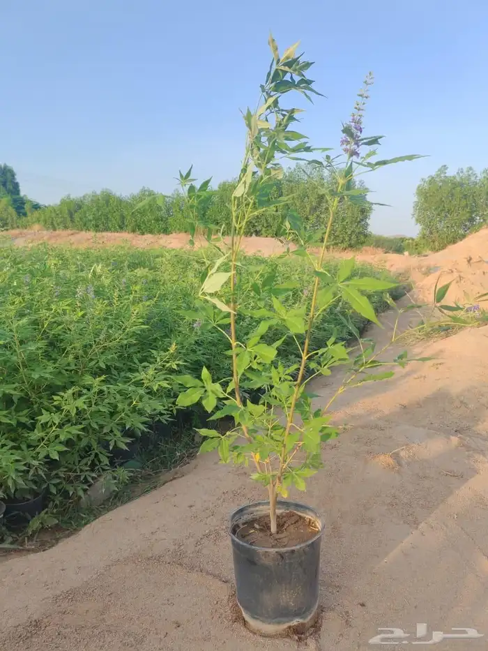 مشتل الجموم الجميع انواع اشجار با الجملة للزراعة 9