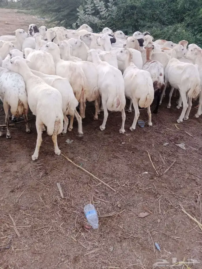 ضان للبيع مراح وحد مشاءالله تبارك الرحمن 1