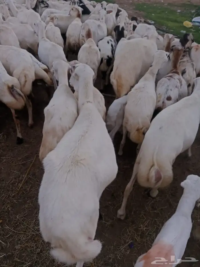 ضان للبيع مراح وحد مشاءالله تبارك الرحمن 0