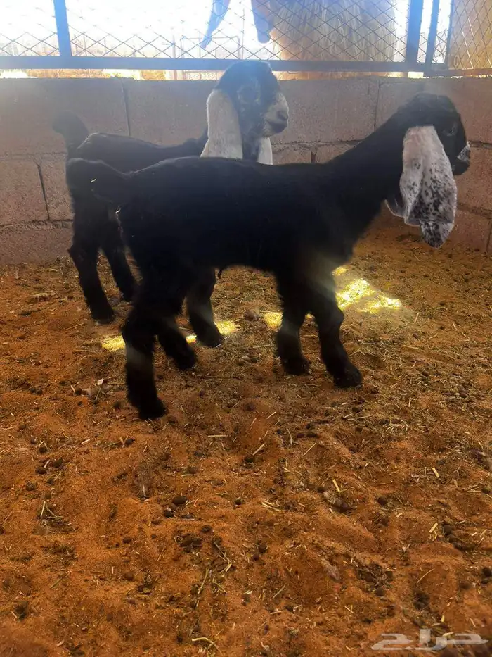 دواغير تم البيع 0