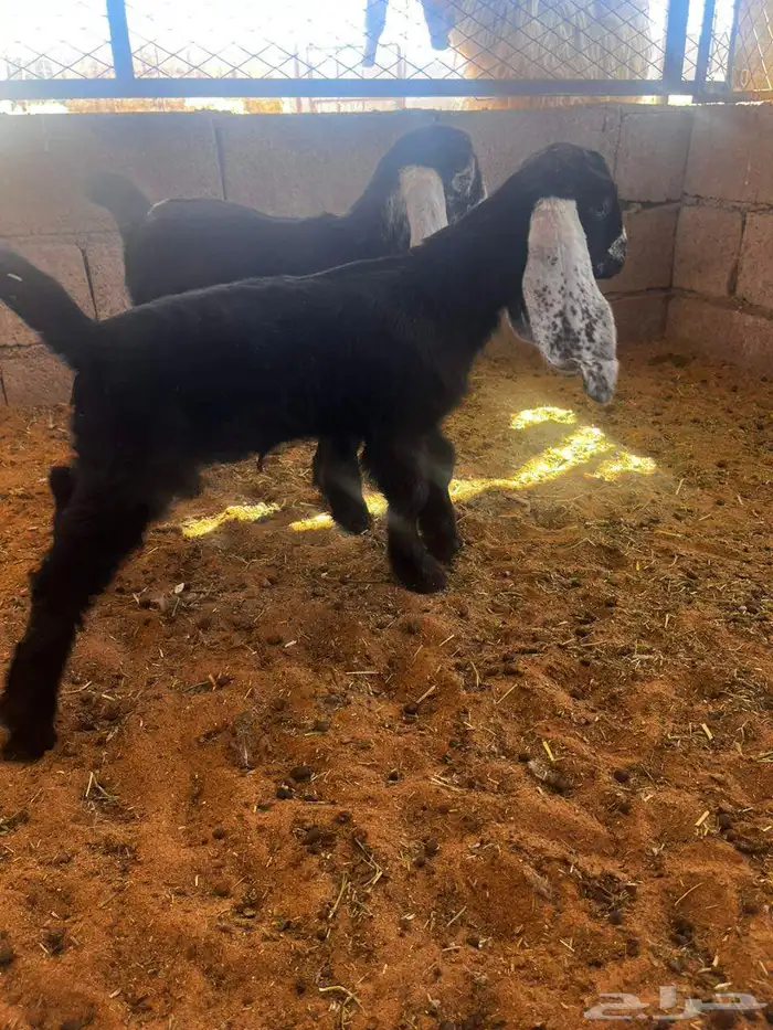 دواغير تم البيع 1