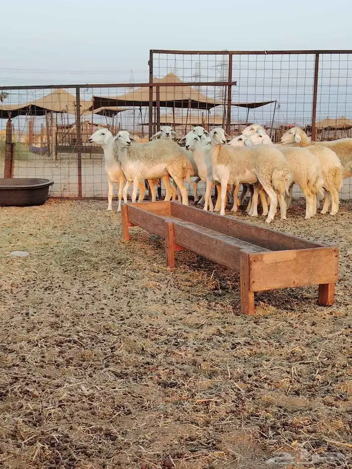 رخال حريات صنف طيبه. 3