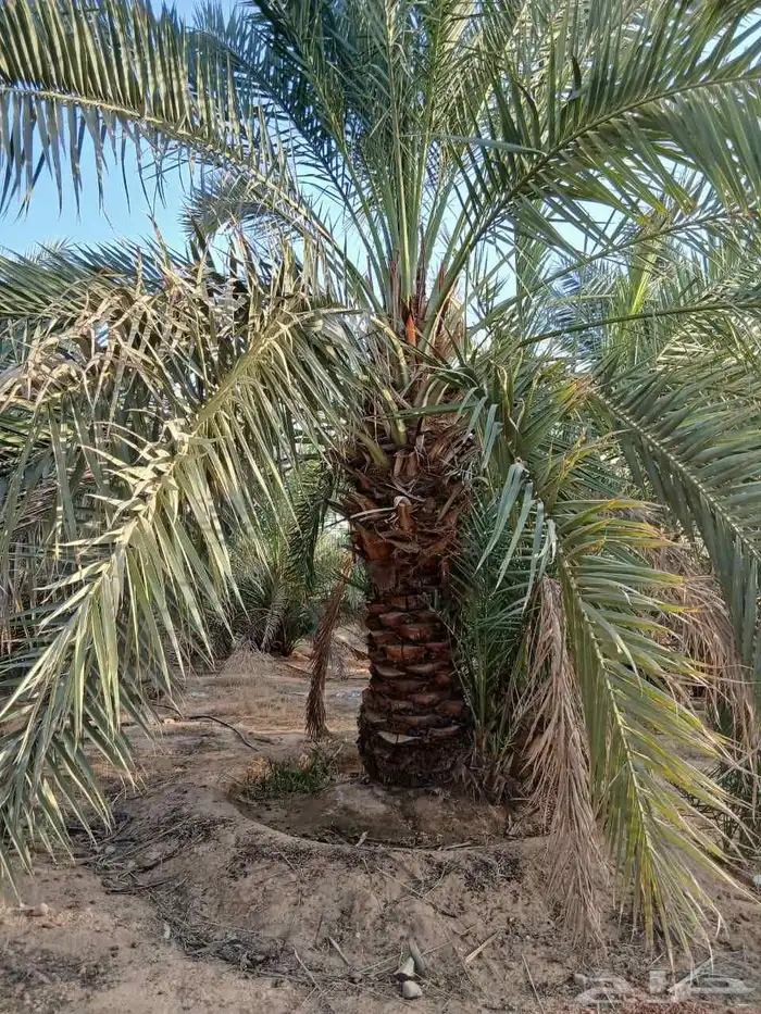 صقعي فنخاء مجدول هلالي عجوه ونانه نخل ع الطلب من القصيم 1