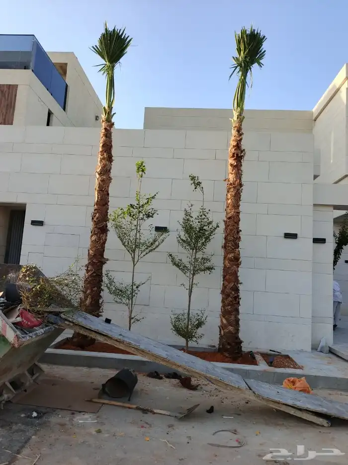 نخل للبيع بجميع انواعه ومقاساته اسعار مناسبه للجميع 4