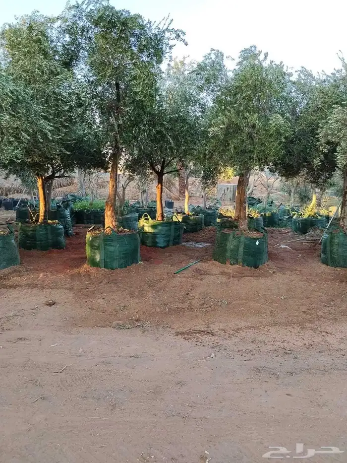 نخل عربي وزيتون مثمر 4