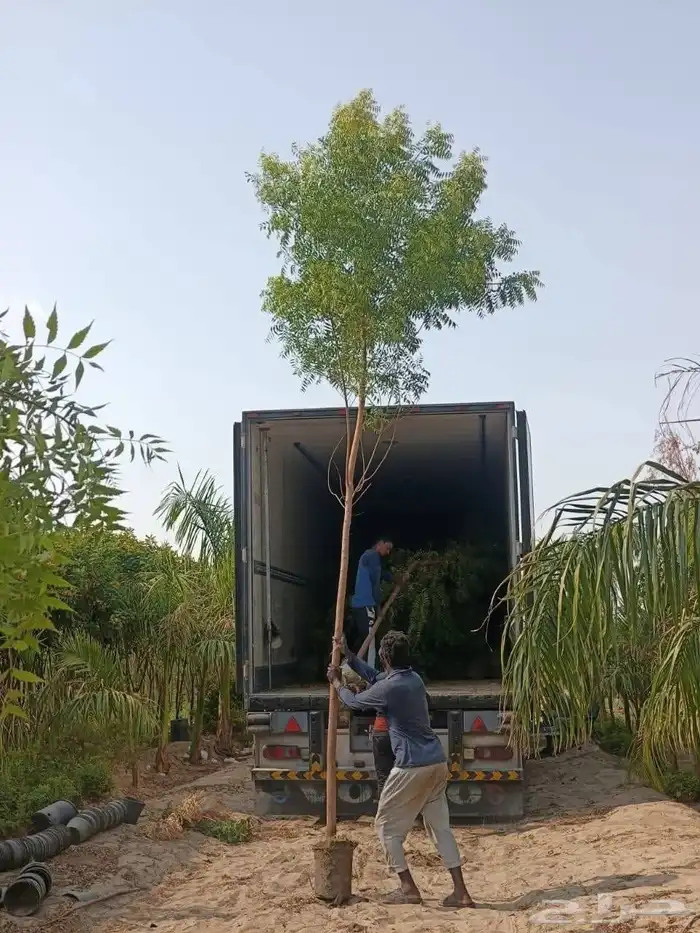 مشتل الجموم الجميع انواع اشجار با الجملة للزراعة 3