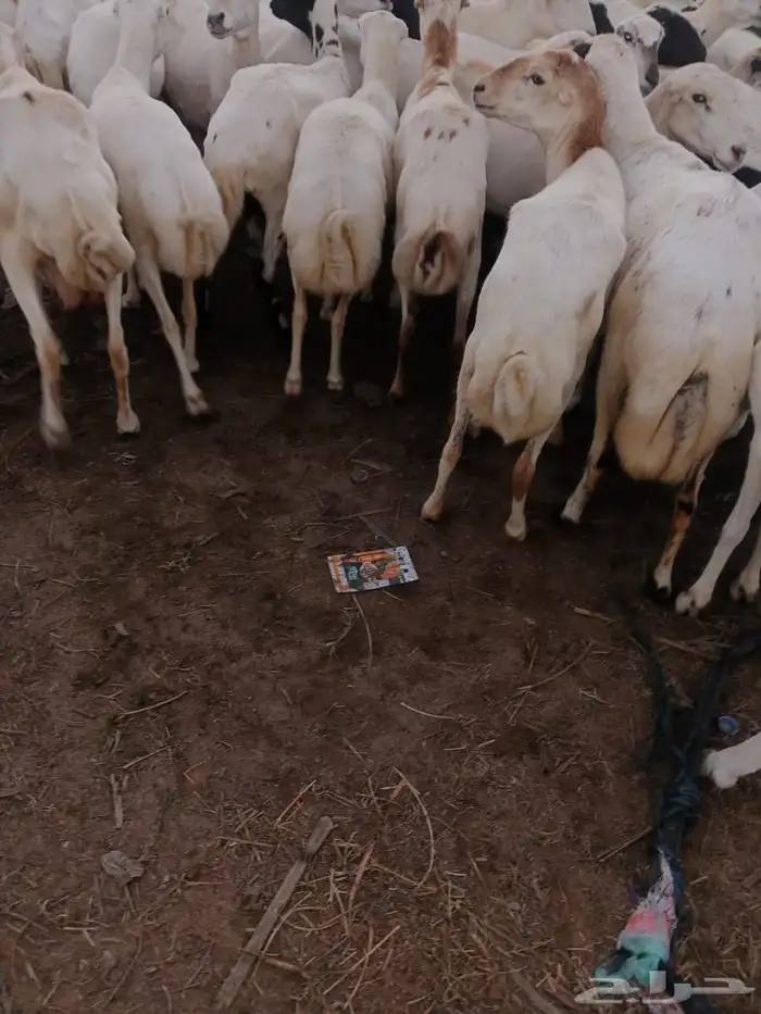 ضان للبيع مراح وحد مشاءالله تبارك الرحمن 5