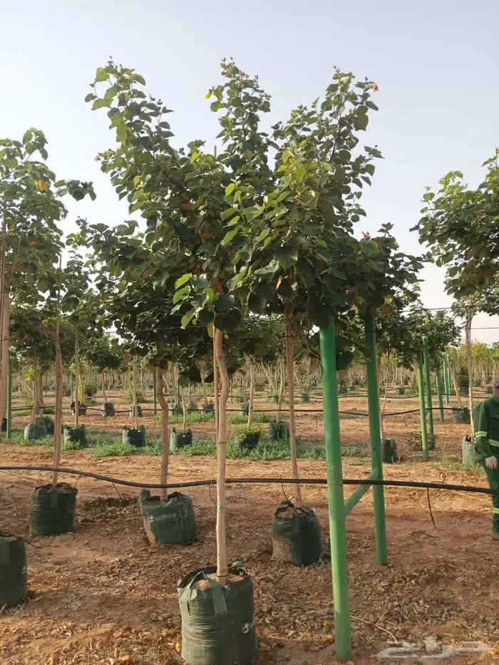 مشتل تنسيق حدائق 9