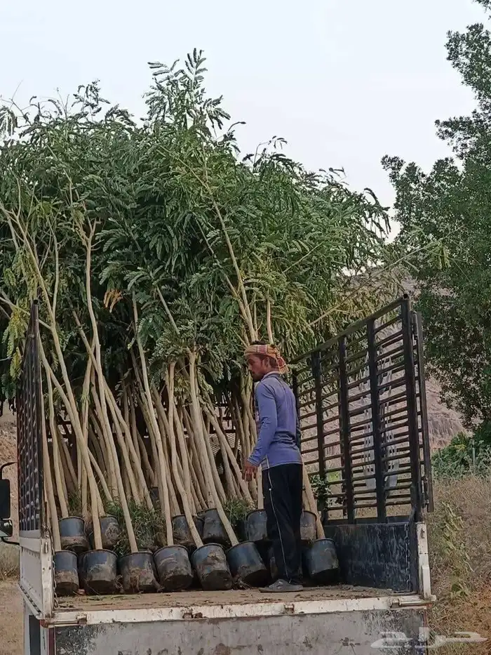 مشتل الجموم الجميع انواع اشجار با الجملة للزراعة 2