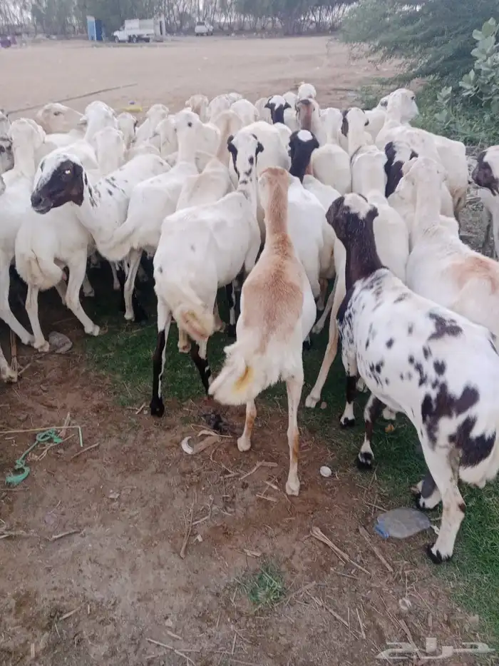 ضان للبيع مراح وحد مشاءالله تبارك الرحمن 2