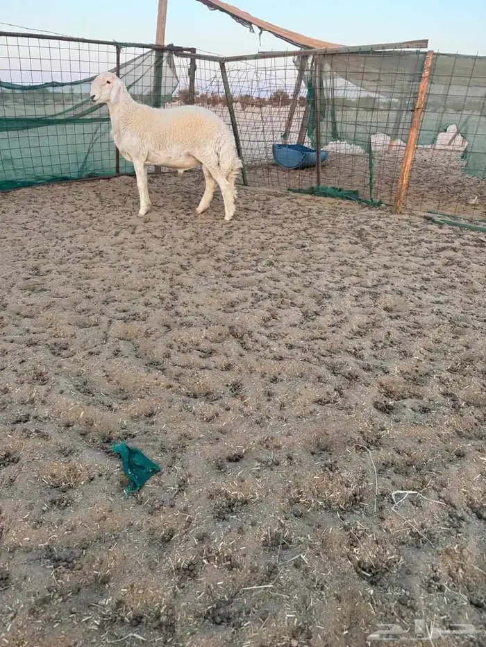 طلي حري مشروع فحل فاخر 0