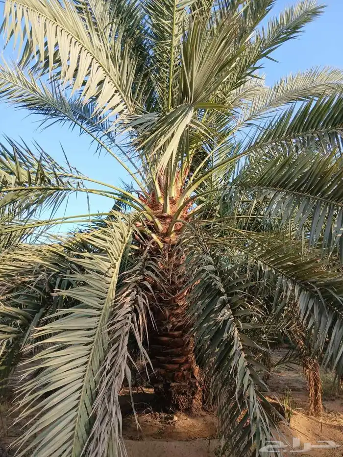 صقعي فنخاء مجدول هلالي عجوه ونانه نخل ع الطلب من القصيم 2