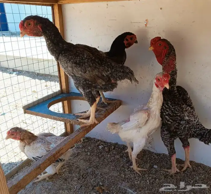 طقم كوشامو منتج ((( تم البيع ))) 9