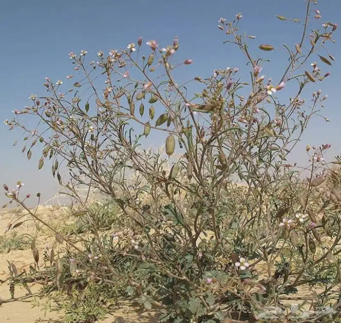 بذور القليقلان 7