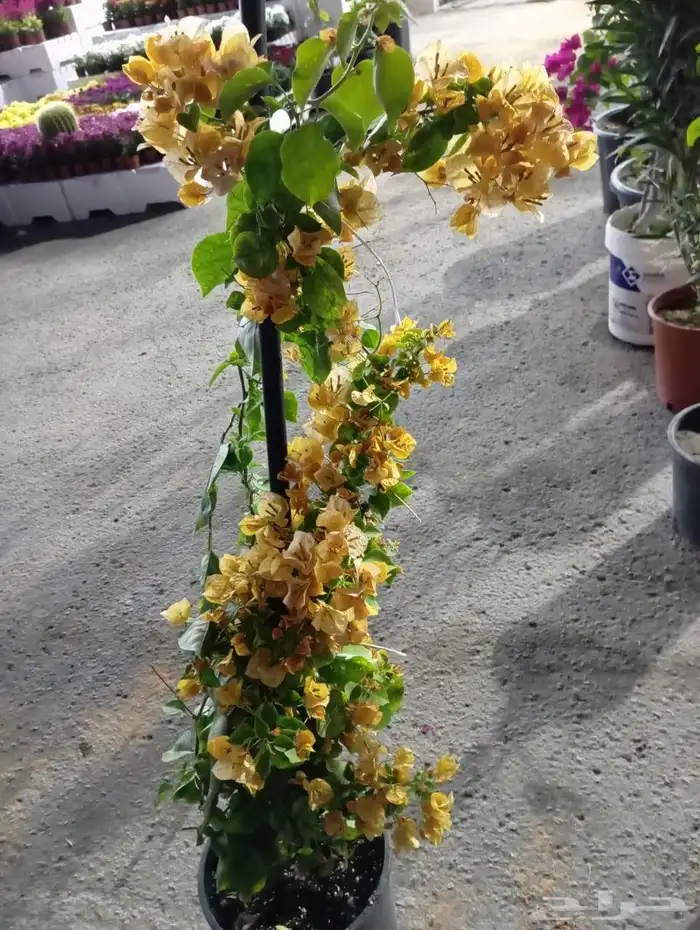 مشاتل الدمام طريق الجبيل 4