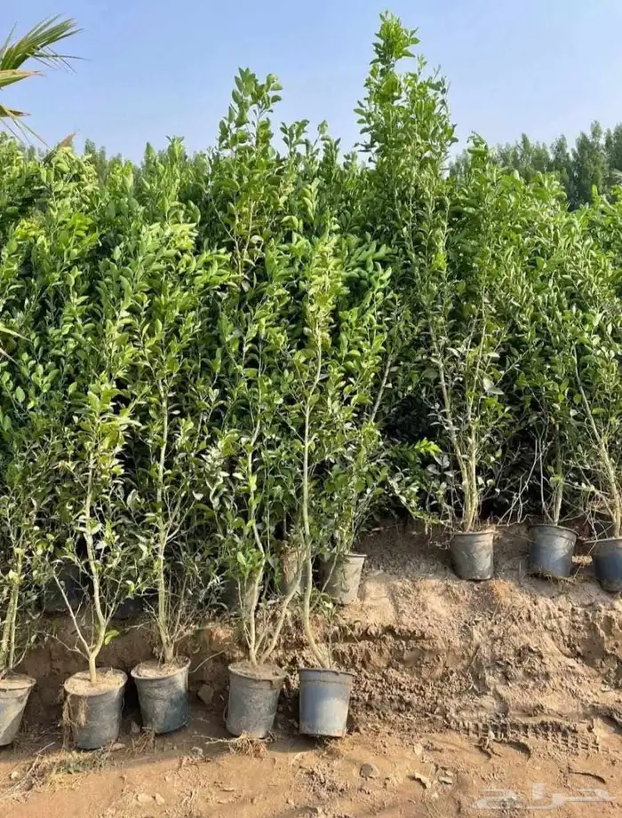 مشتل الجموم الجميع انواع اشجار با الجملة للزراعة 6