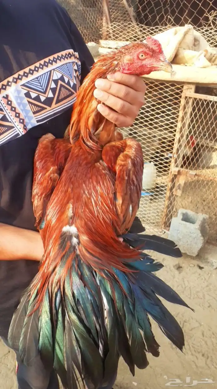 للبيع دجاج سندي فواخر من نسل العم غبشان 3
