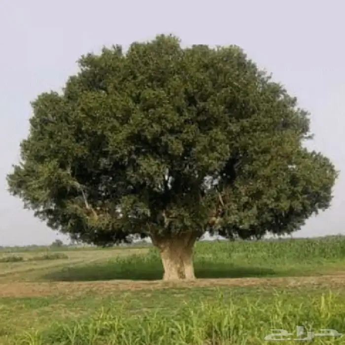 شتلات شجرة الضبر ( كمية محدودة ) 2