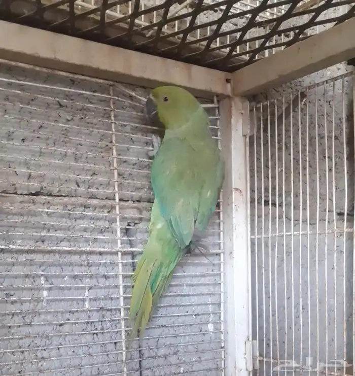 للبيع الدره هندي 0