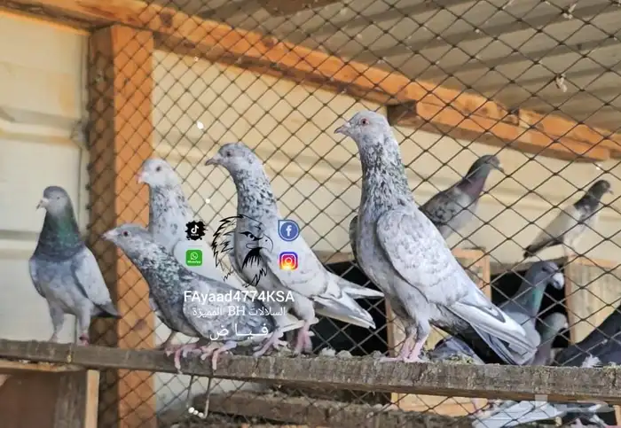 حمام هندي زيرا أبطال 2