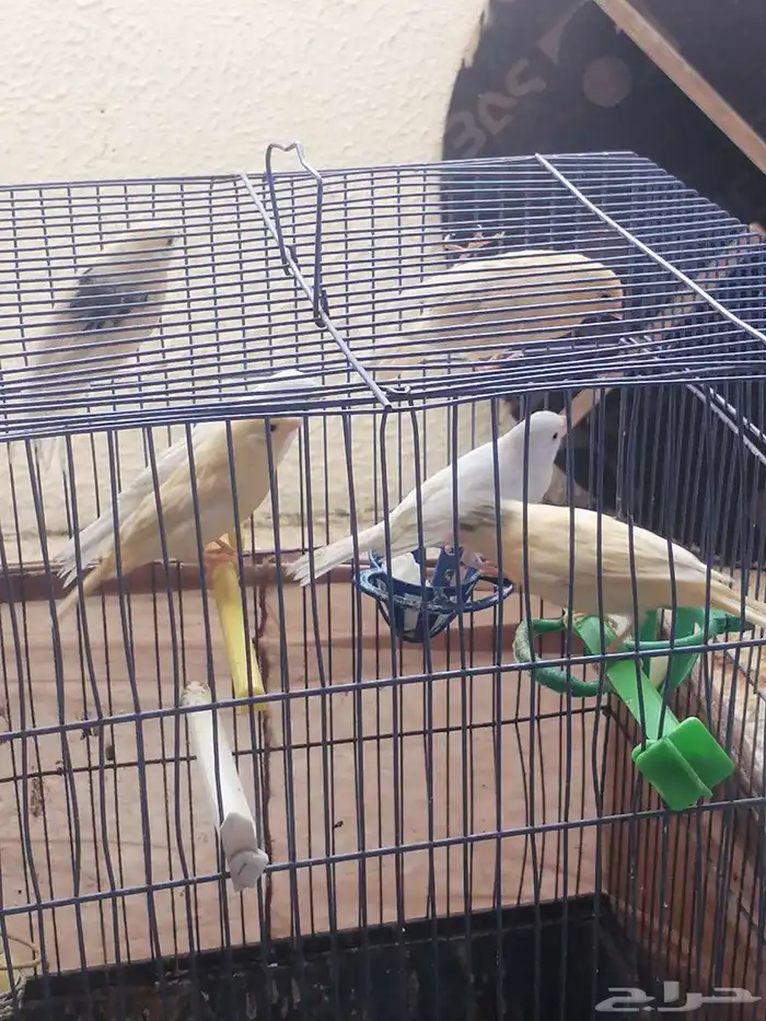 فراخ كناري 1