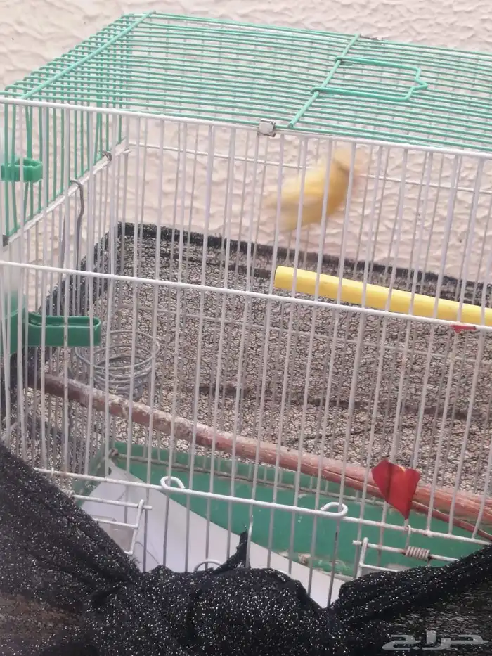 فراخ كناري 2