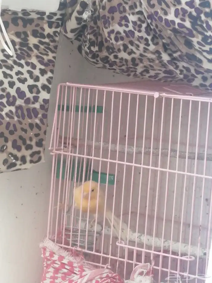 كناري للبيع 8