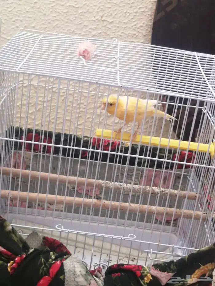 كناري للبيع 4