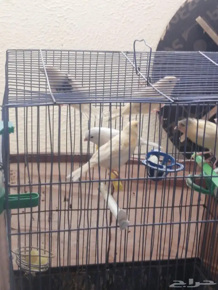 كناري للبيع 0