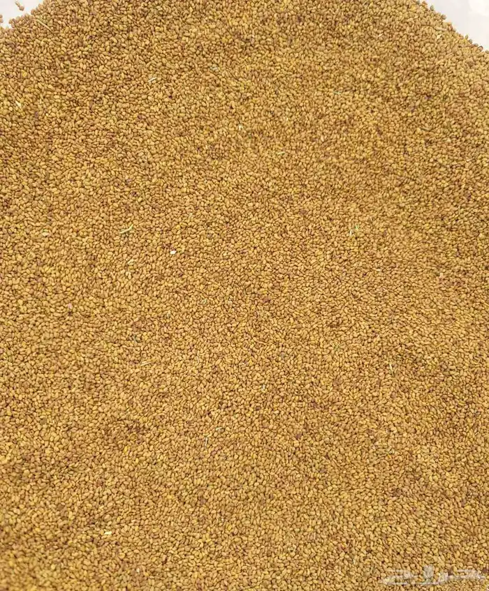 السلام عليكم يوجد لدينا برسيم ساحلي رقم واحد موجود في الرياض 0