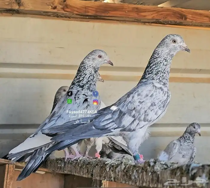 حمام هندي زيرا أبطال 1