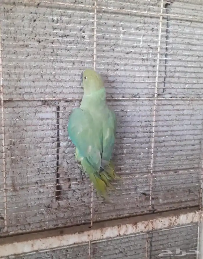 للبيع الدره هندي 3