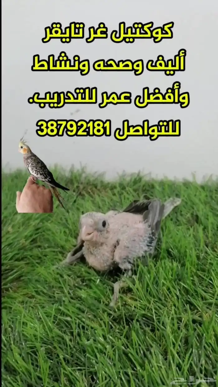 كوكتيل غر تايقر أنتاج البحرين مفطوم أليف وصحة ونشاط وأفضل عم 0