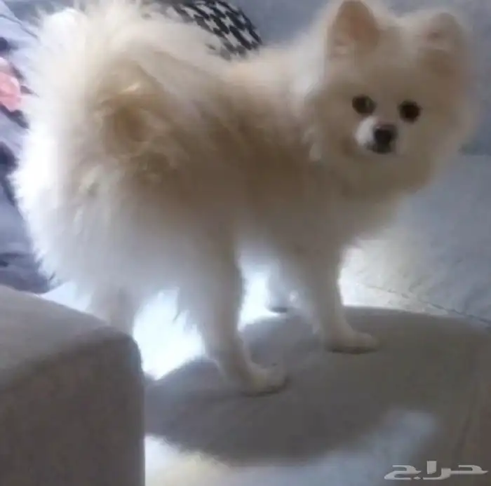 كلب بومرينيان ابيض بيور 3