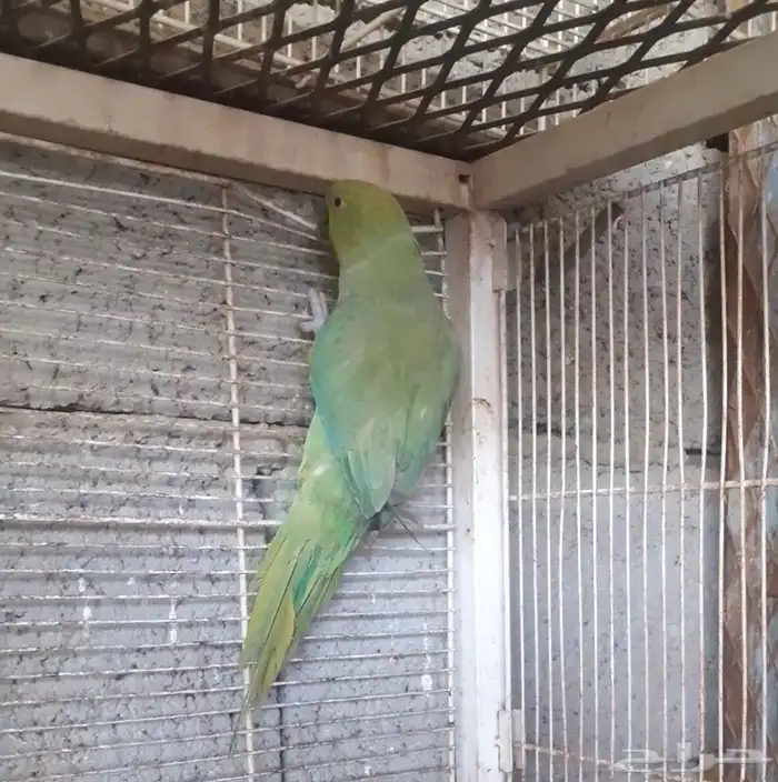 للبيع الدره هندي 1