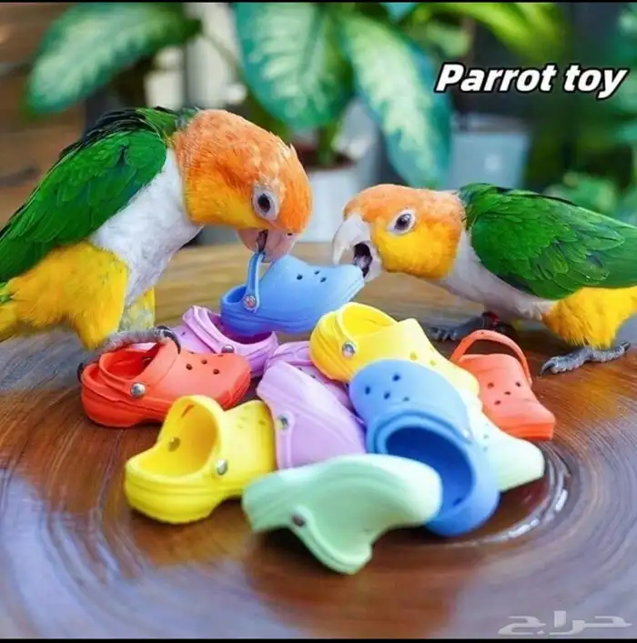 العاب ومستلزمات طيور وقطط متجر الكتروني ومتوفر تابي و تمارا 6