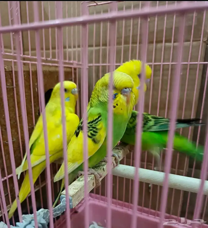 ببغاء البادجي 1