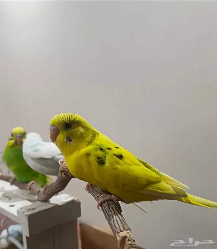 ببغاء البادجي 7